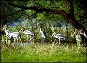 Bharatpur