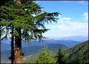 Binsar