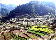 Solan